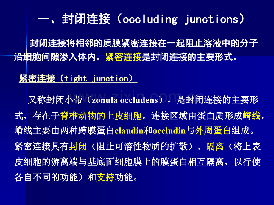 细胞社会的联系细胞连接细胞黏着和细胞外基质精讲.pptx_第3页