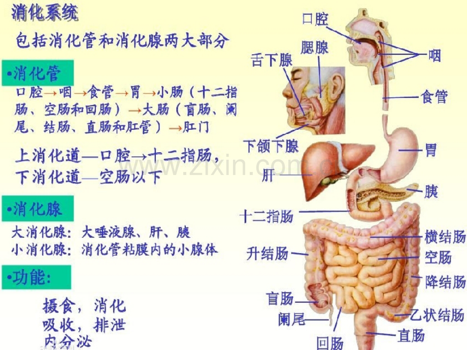 系统药理学.pptx_第2页