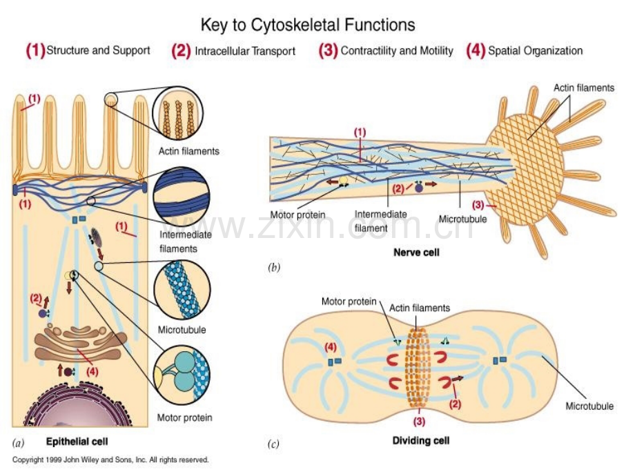 细胞生物学教程第九章细胞骨架.pptx_第3页