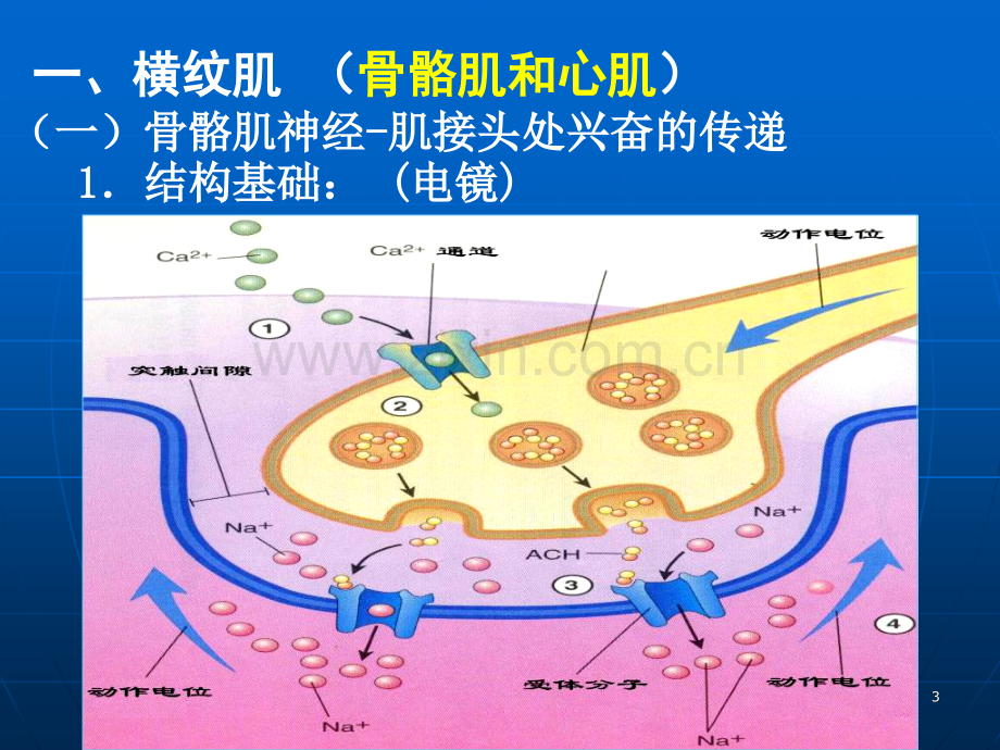 细胞的肌肉活动.pptx_第3页