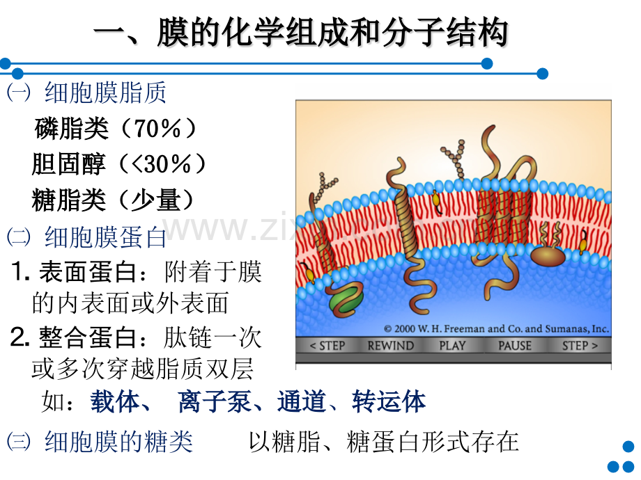 细胞的基本功能60part1简版.pptx_第3页