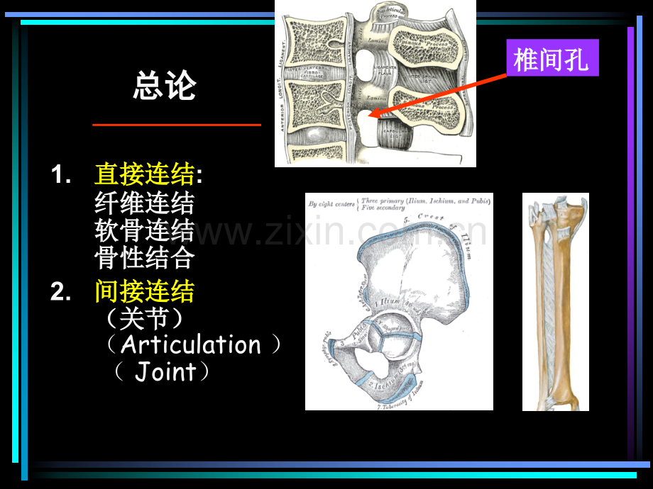 系统解剖学关节学.pptx_第2页