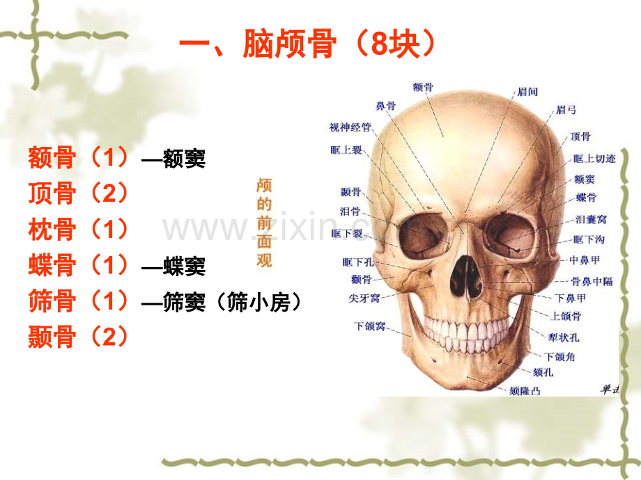 系统解剖学颅骨.pptx_第3页