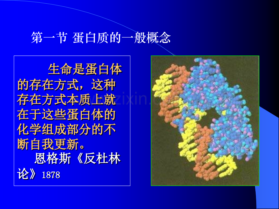 第二章---蛋白质的结构与功能.pptx_第2页