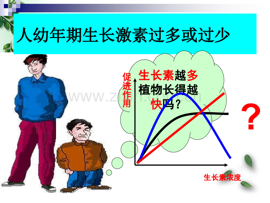 终生长素的生理作用.pptx_第3页