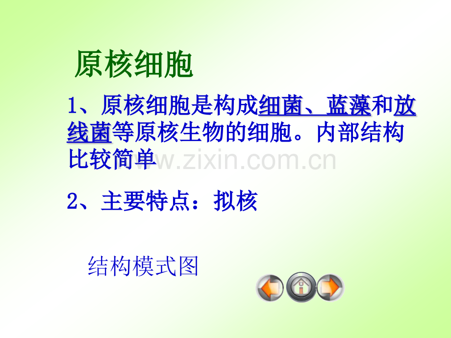 细胞的类型和结构全.pptx_第3页