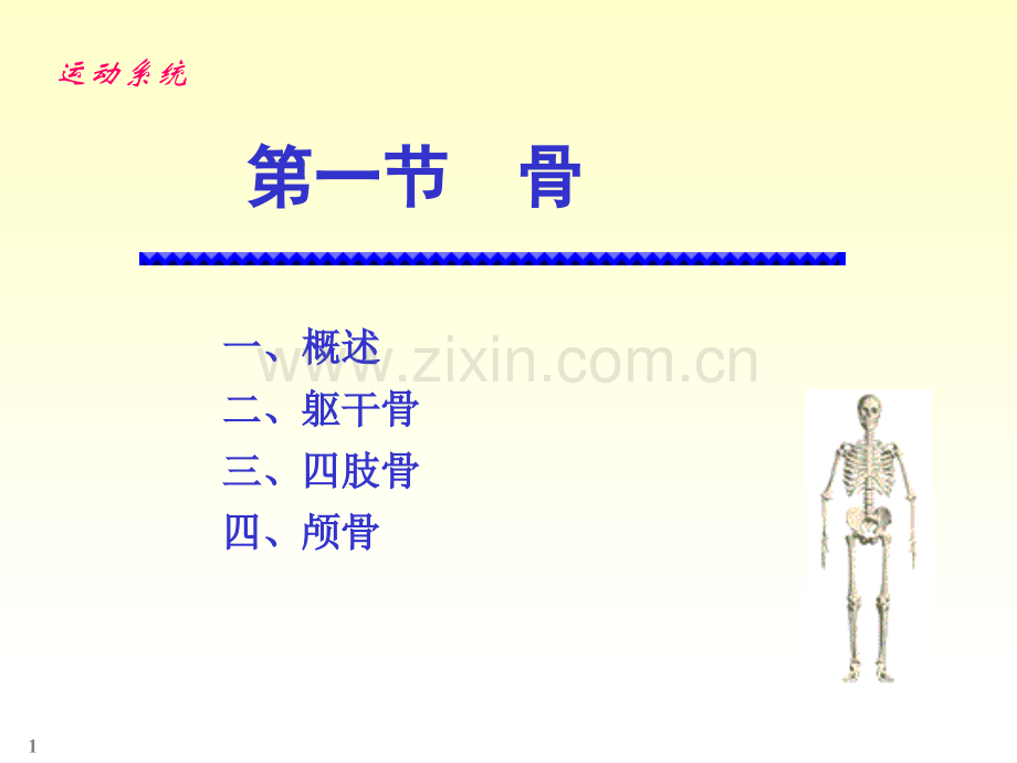 系统解剖学绪论及骨学.pptx_第1页