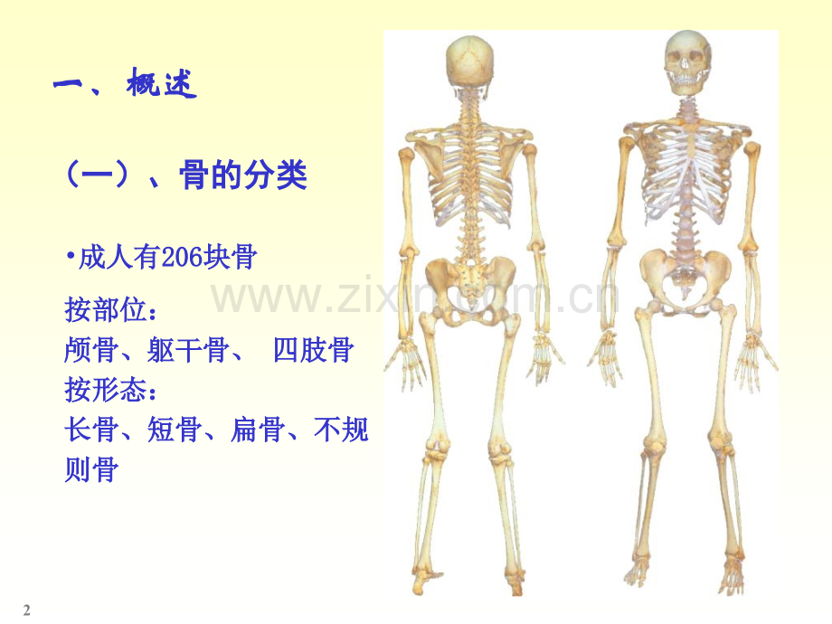 系统解剖学绪论及骨学.pptx_第2页