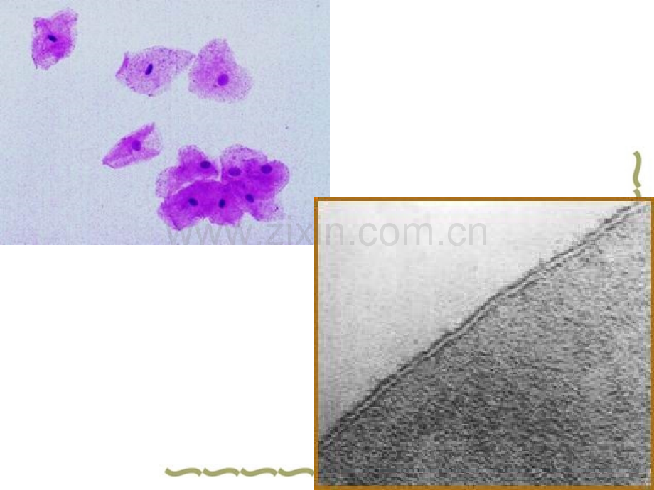 细胞的基本结构1.pptx_第2页