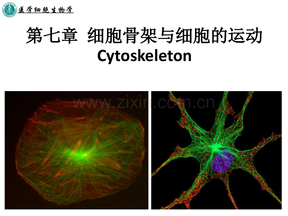 细胞骨架与细胞的运动.pptx_第1页