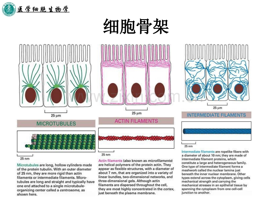 细胞骨架与细胞的运动.pptx_第3页