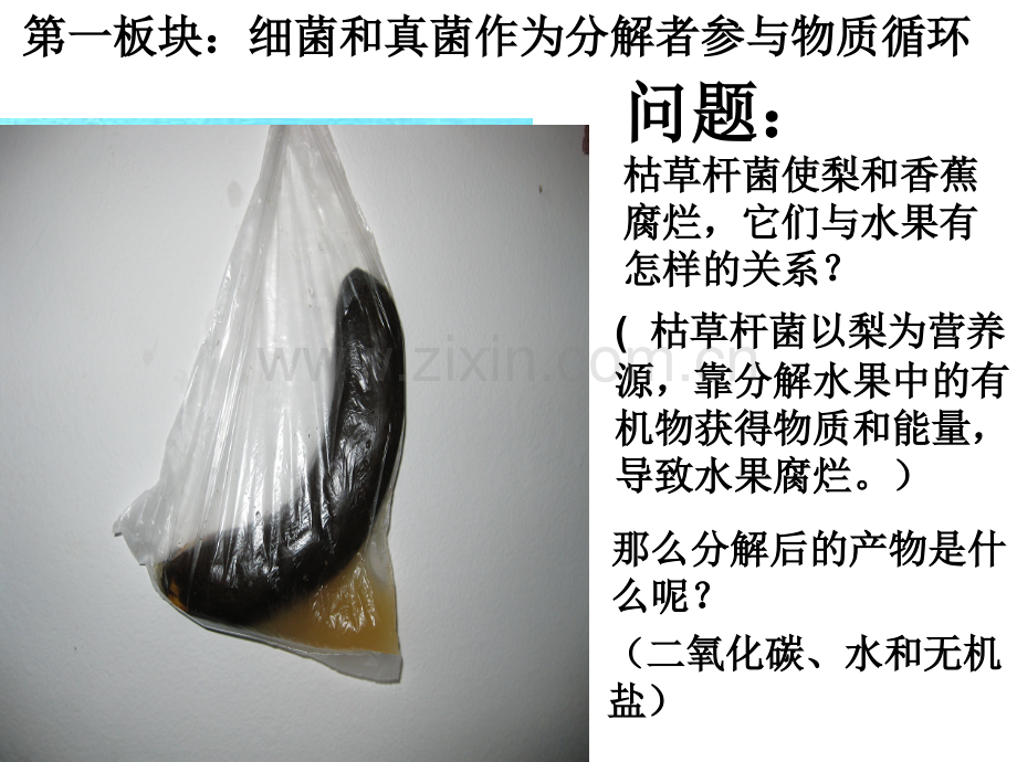 细菌和真菌在生物圈中的作用.pptx_第3页