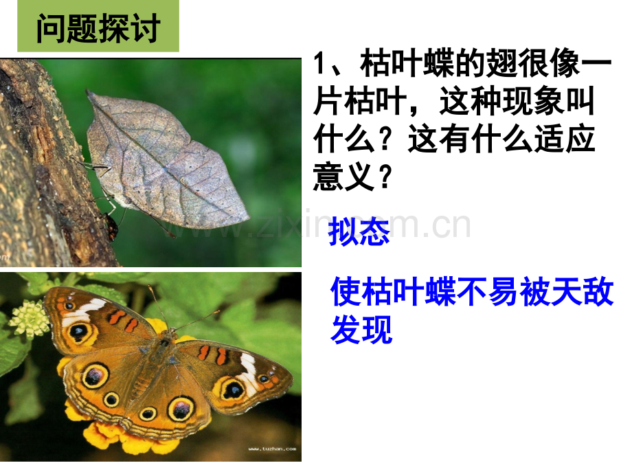 现代生物进化理论的由来上课用PPT.pptx_第2页