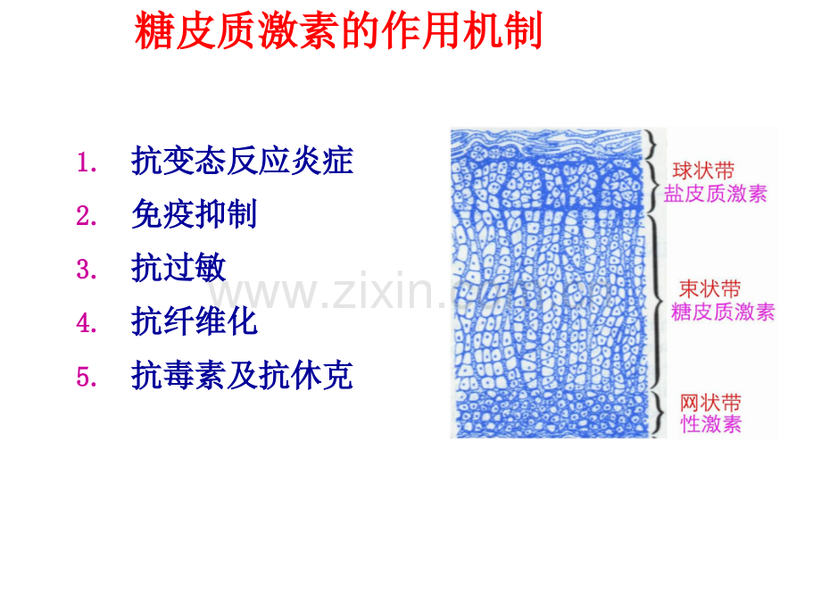 激素在呼吸系统疾病应用.pptx_第3页