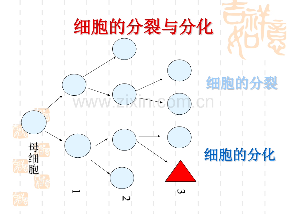 细胞的分化衰老和癌变.pptx_第2页