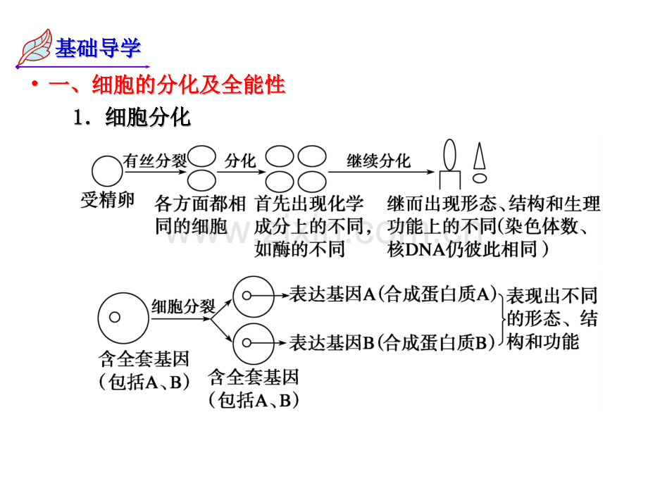 细胞的分化衰老凋亡与癌变---高三一轮复习.pptx_第2页