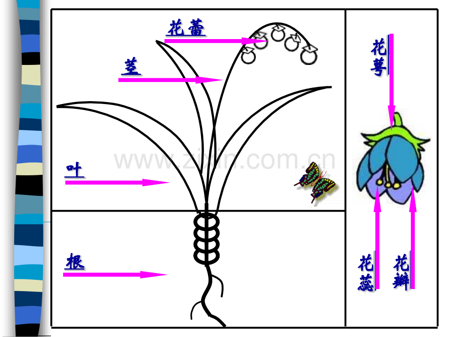 花团锦簇.pptx_第2页