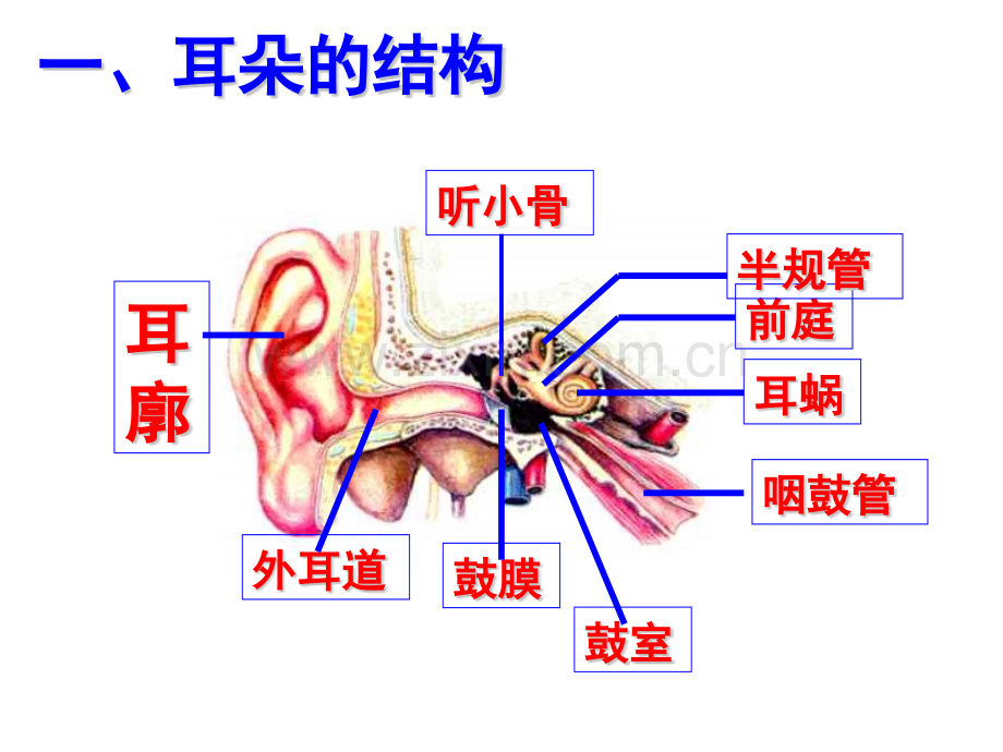 耳和听觉公开课.pptx_第2页