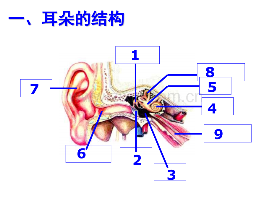 耳和听觉公开课.pptx_第3页