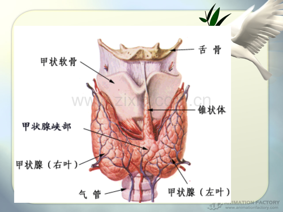 碘参与甲状腺激素的合成机制.pptx_第2页