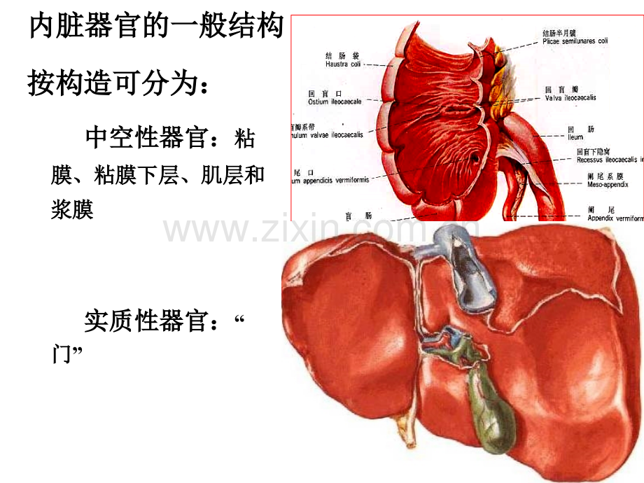 消化呼吸泌尿2010药学秦.pptx_第3页