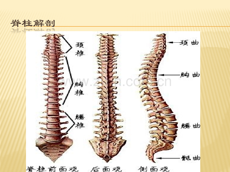 经皮椎体成形术的护理.pptx_第3页