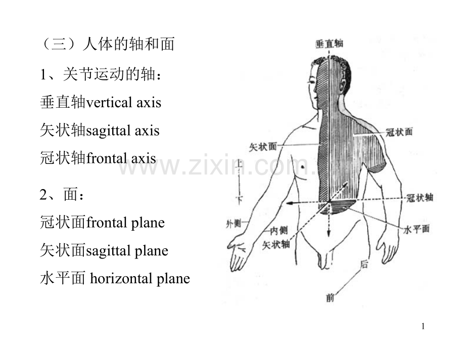 系统解剖学01绪论骨学.pptx_第1页