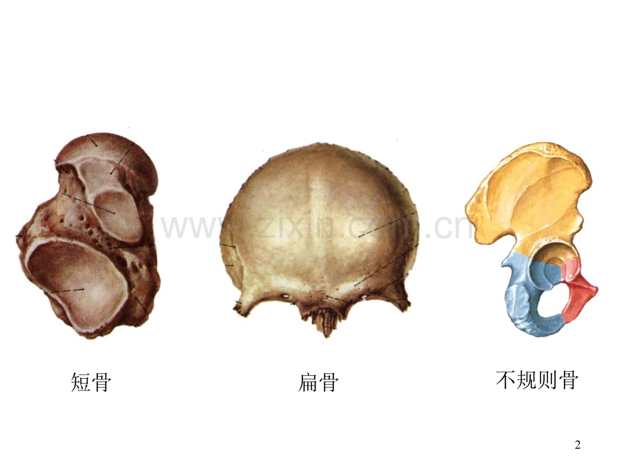 系统解剖学01绪论骨学.pptx_第2页