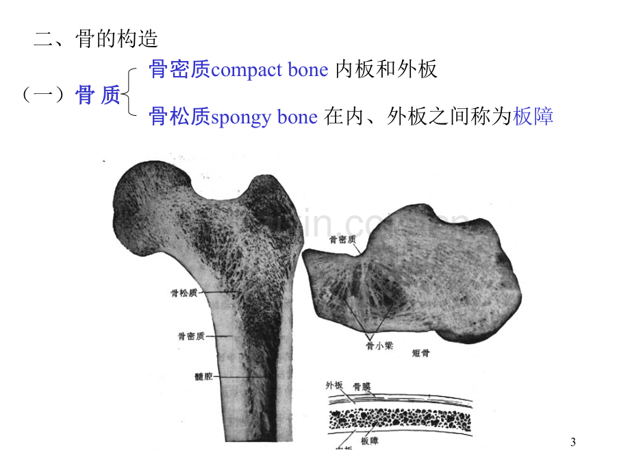 系统解剖学01绪论骨学.pptx_第3页