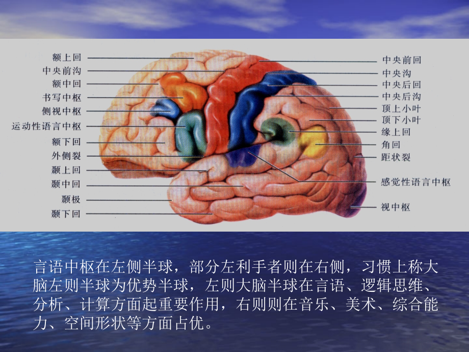 神经系统定位定性二.pptx_第2页