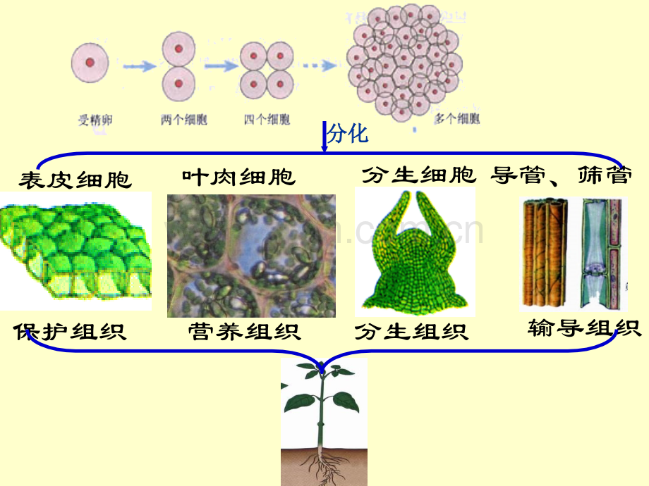 细胞的分化课件oo.pptx_第2页