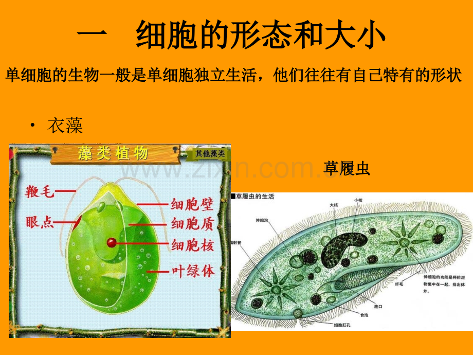 细胞的形态结构功能.pptx_第3页