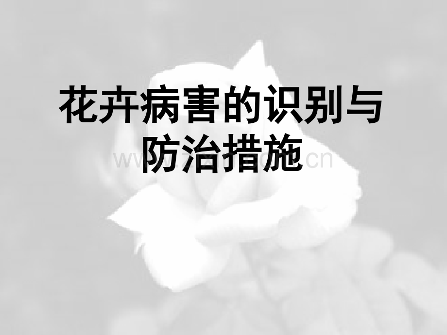 花卉病害防治.pptx_第1页