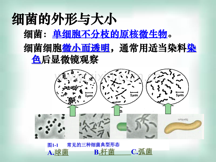 淮安地区生物科选修1微生物的实验室培养.pptx_第3页