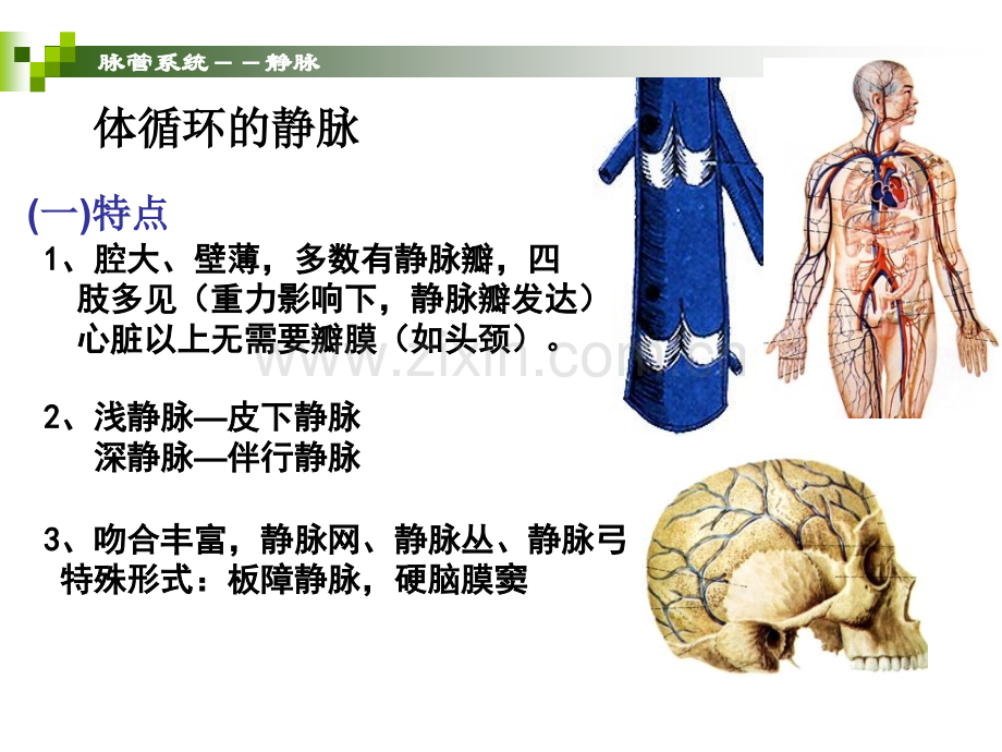 系统解剖学静脉.pptx_第2页