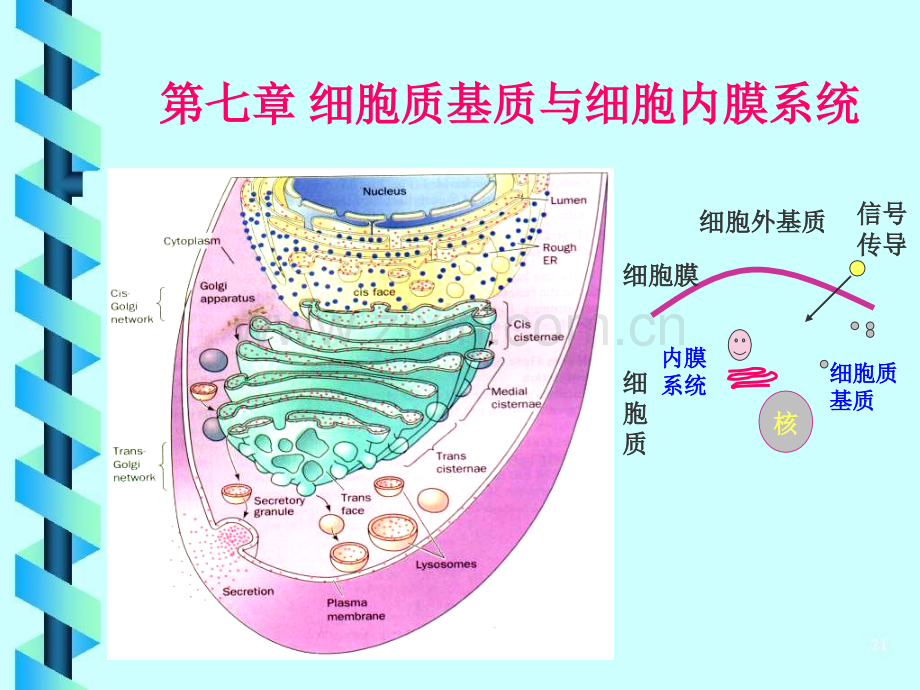 细胞生物学细胞基质与细胞内膜系统.pptx_第1页