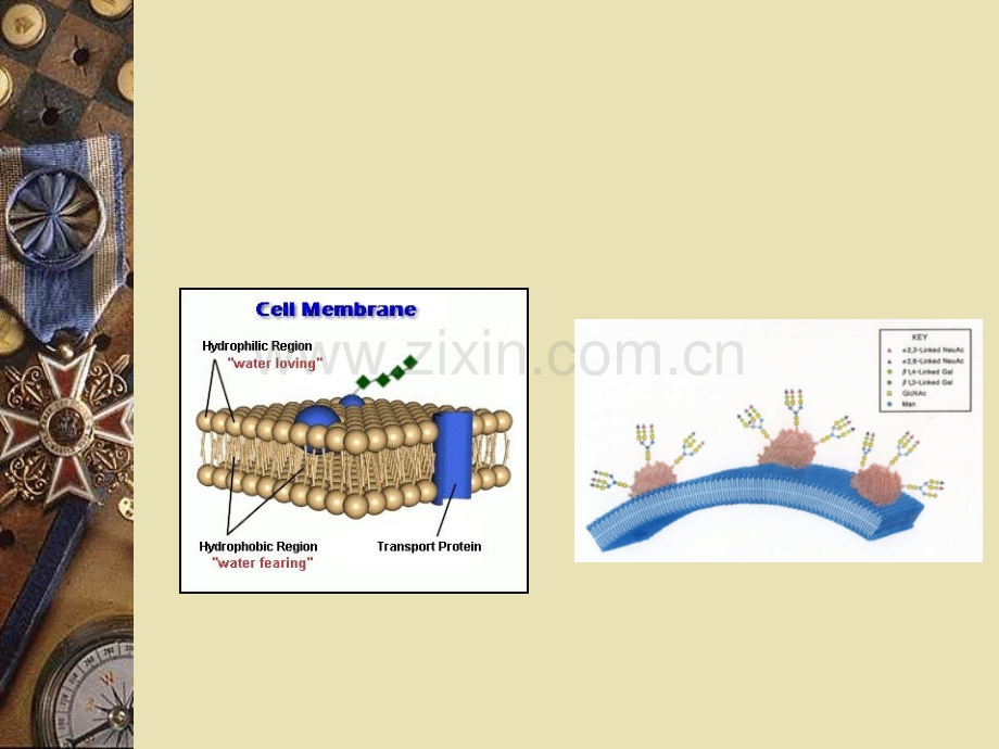 生命科学人体组织解剖学2.pptx_第3页