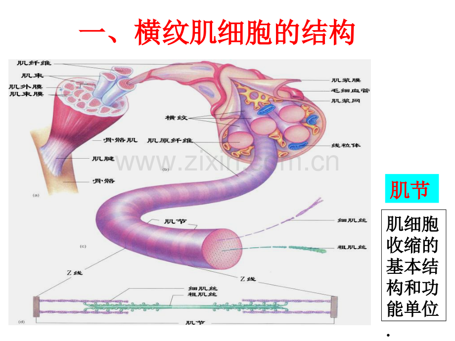 细胞的基本功能2.pptx_第1页