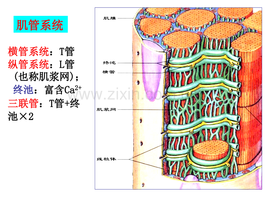 细胞的基本功能2.pptx_第2页