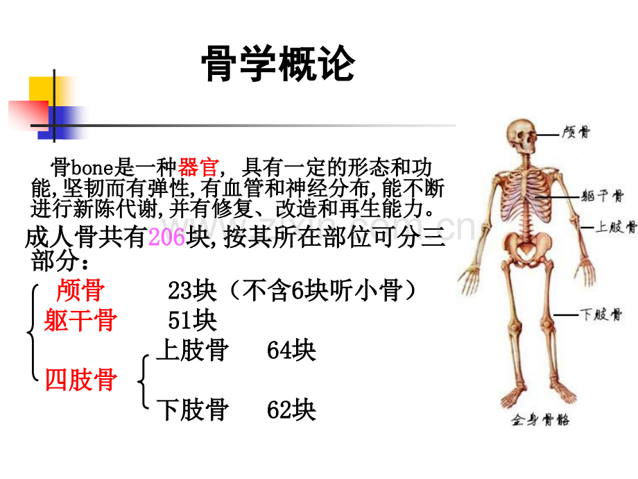 系统解剖学骨概论.pptx_第2页