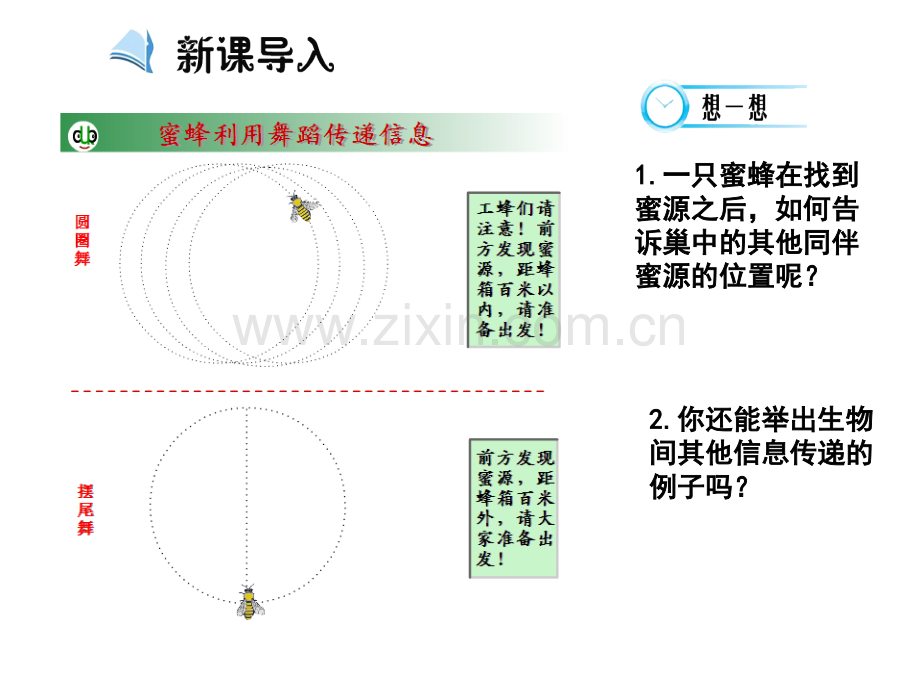 生态系统的信息传递19张.pptx_第1页