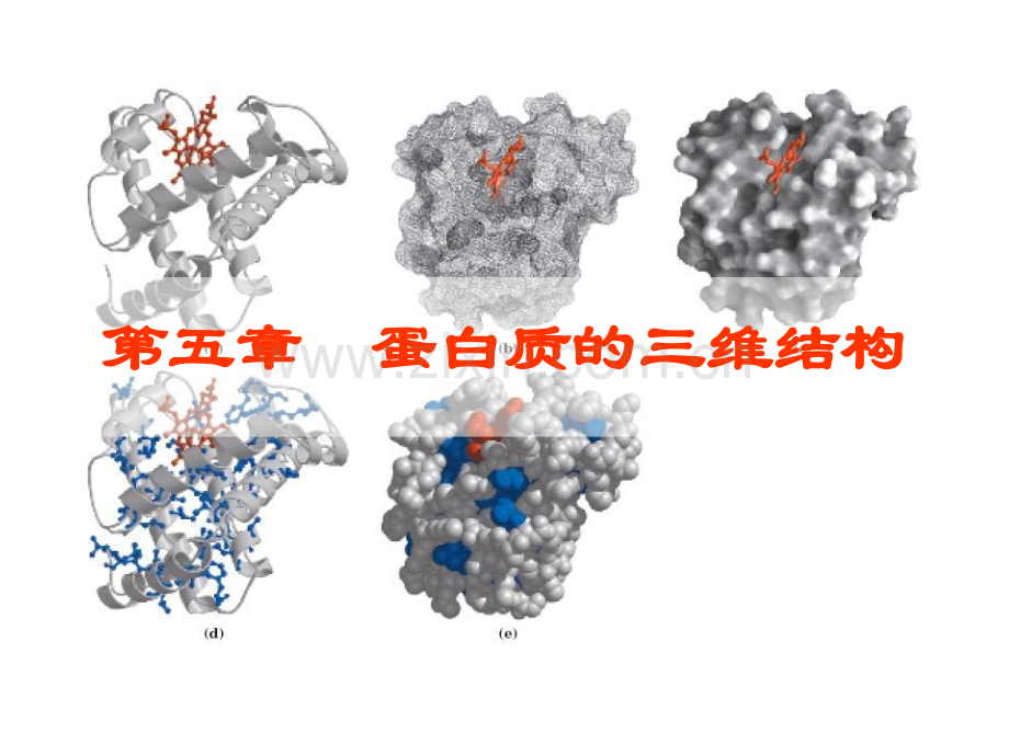 第5章蛋白质的三维结构.pptx_第1页