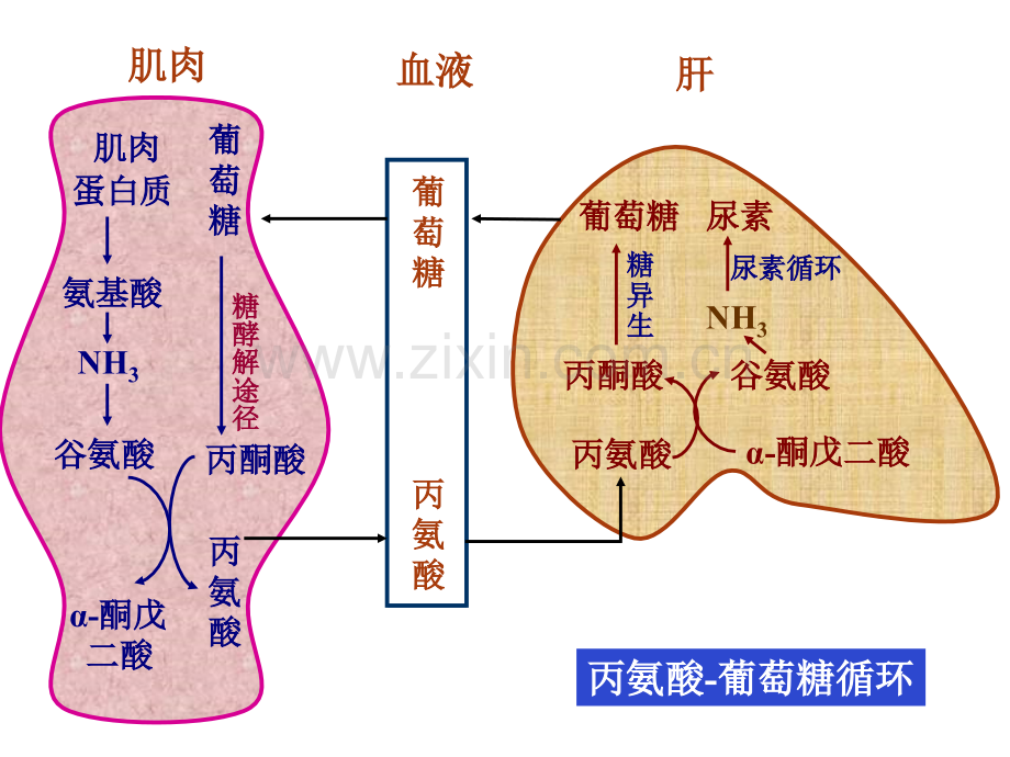 自考现代谈判学复习资料.pptx_第3页