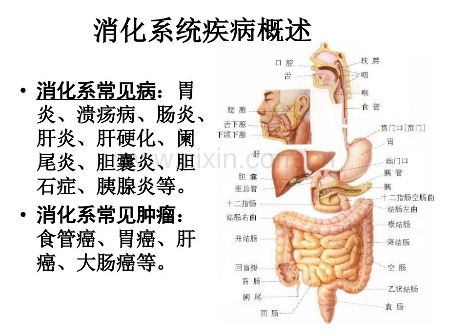 消化系统疾病01胃炎.pptx_第2页