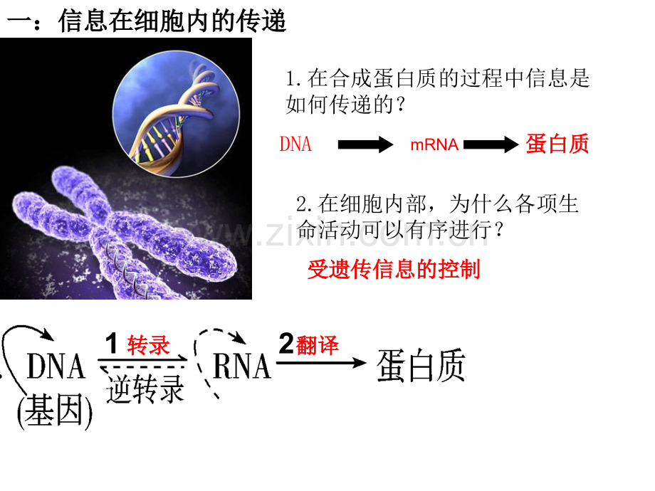 生命系统的信息传递.pptx_第2页