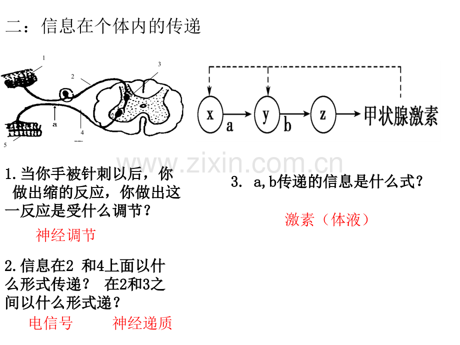 生命系统的信息传递.pptx_第3页