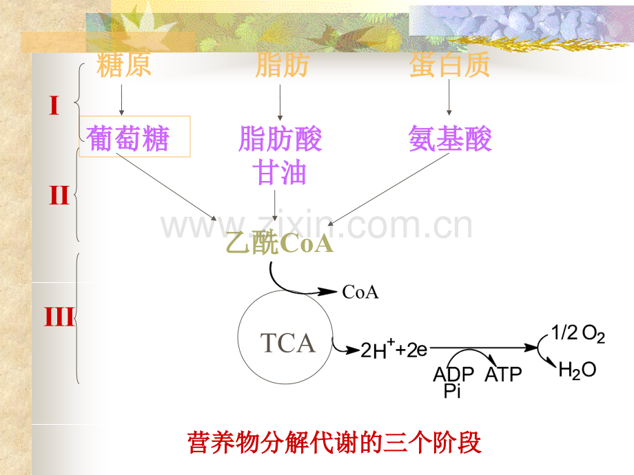 第5章生物氧化.pptx_第2页