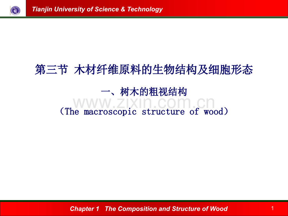 木材纤维原料的生物结构及细胞形态.pptx_第1页