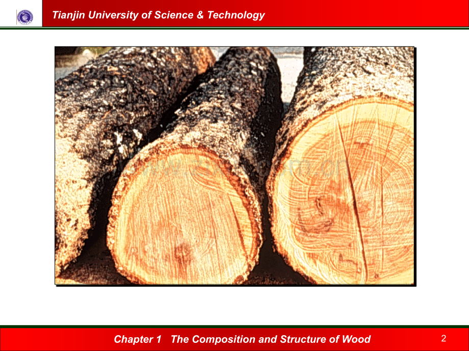 木材纤维原料的生物结构及细胞形态.pptx_第2页