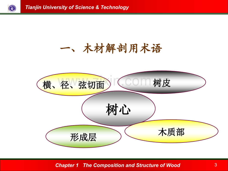 木材纤维原料的生物结构及细胞形态.pptx_第3页